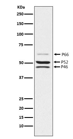 Rabbit monoclonal antibody