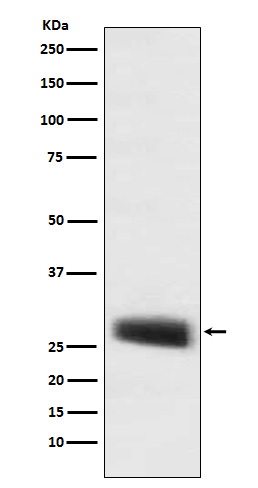 Rabbit monoclonal antibody
