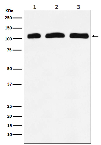 Rabbit monoclonal antibody