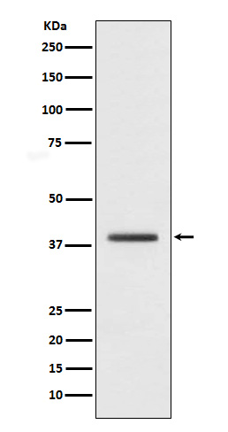 Rabbit monoclonal antibody