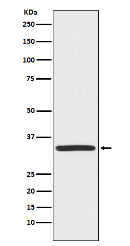 Rabbit monoclonal antibody