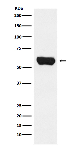 Rabbit monoclonal antibody