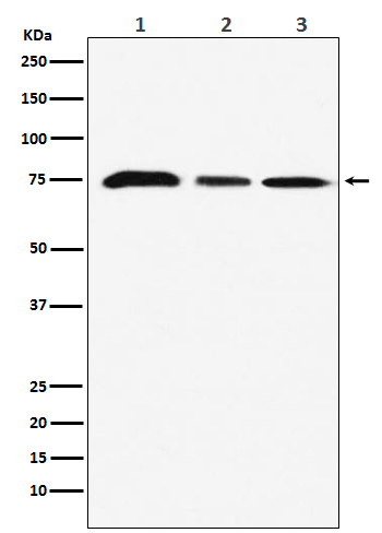 Rabbit monoclonal antibody