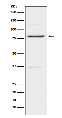 Rabbit monoclonal antibody