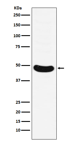 Rabbit monoclonal antibody