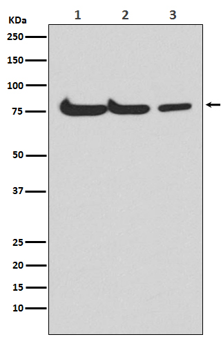 Rabbit monoclonal antibody