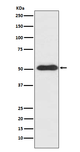 Rabbit monoclonal antibody