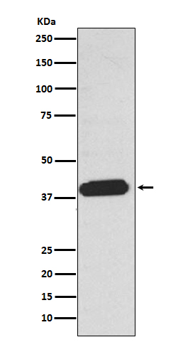 Rabbit monoclonal antibody