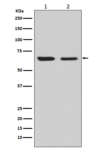 Rabbit monoclonal antibody