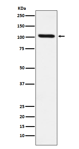 Rabbit monoclonal antibody