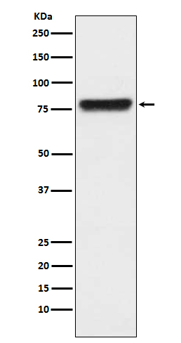 Rabbit monoclonal antibody