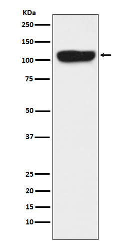 Rabbit monoclonal antibody
