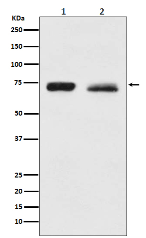 Rabbit monoclonal antibody
