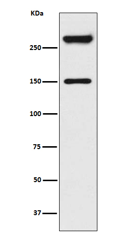 Rabbit monoclonal antibody