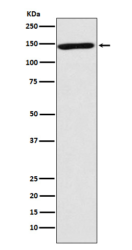Rabbit monoclonal antibody