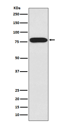 Rabbit monoclonal antibody
