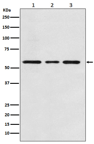 Rabbit monoclonal antibody