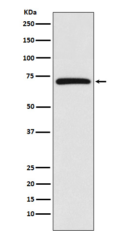 Rabbit monoclonal antibody