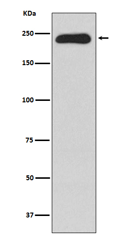 Rabbit monoclonal antibody
