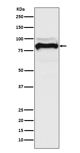 Rabbit monoclonal antibody