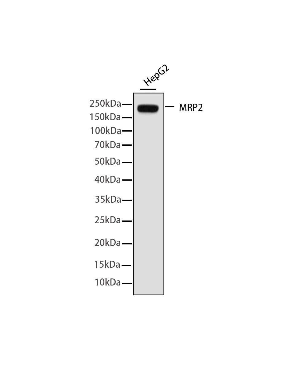 Rabbit monoclonal antibody