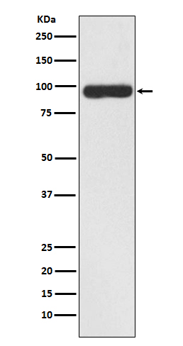 Rabbit monoclonal antibody