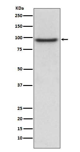 Rabbit monoclonal antibody