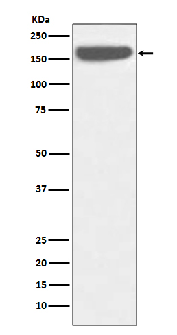 Rabbit monoclonal antibody
