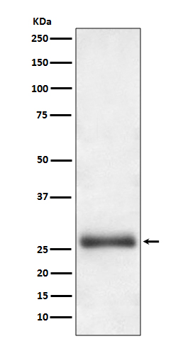 Rabbit monoclonal antibody
