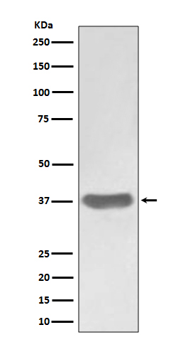 Rabbit monoclonal antibody