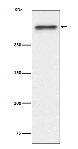 Rabbit monoclonal antibody