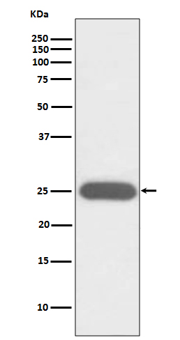 Rabbit monoclonal antibody