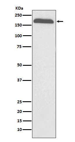 Rabbit monoclonal antibody