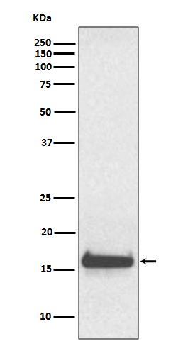 Rabbit monoclonal antibody