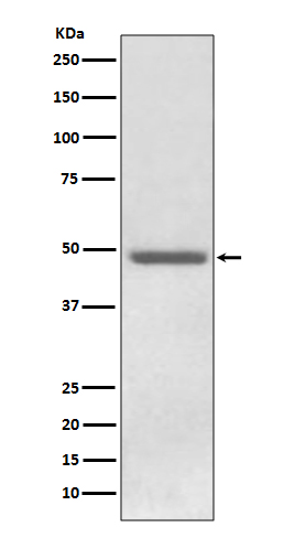 Rabbit monoclonal antibody