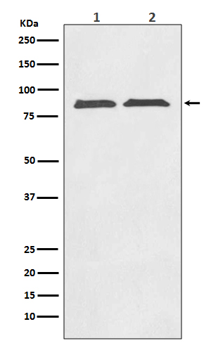 Rabbit monoclonal antibody