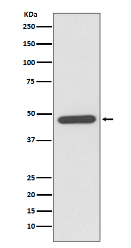Rabbit monoclonal antibody
