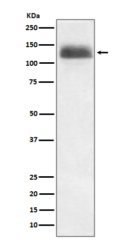 Rabbit monoclonal antibody