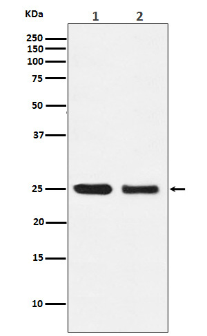 Rabbit monoclonal antibody