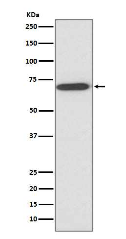 Rabbit monoclonal antibody