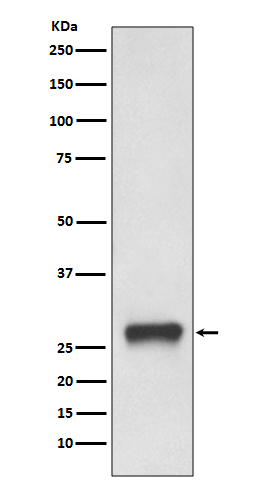 Rabbit monoclonal antibody