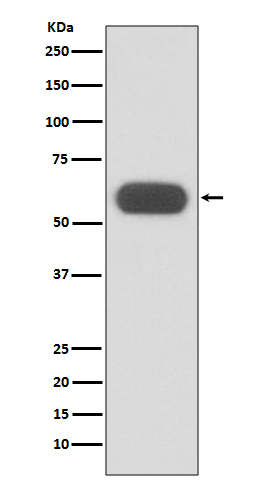 Rabbit monoclonal antibody