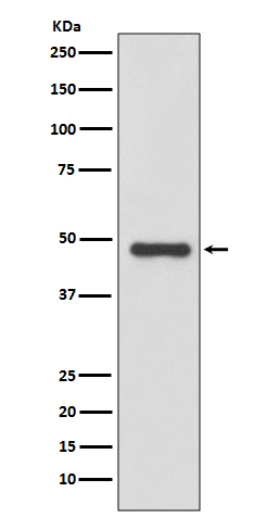 Rabbit monoclonal antibody