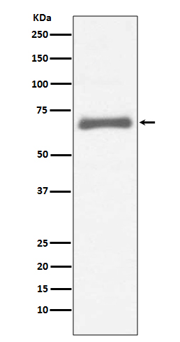 Rabbit monoclonal antibody
