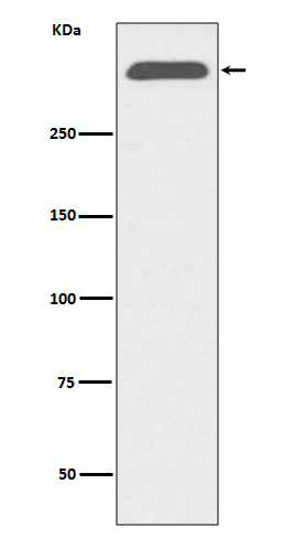 Rabbit monoclonal antibody
