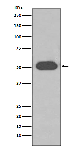 Rabbit monoclonal antibody