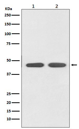 Rabbit monoclonal antibody