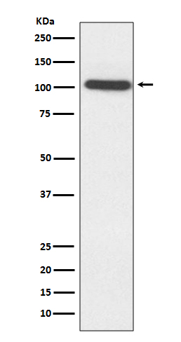 Rabbit monoclonal antibody