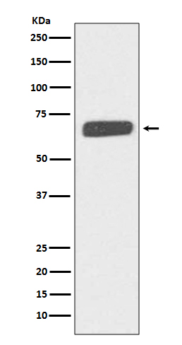 Rabbit monoclonal antibody