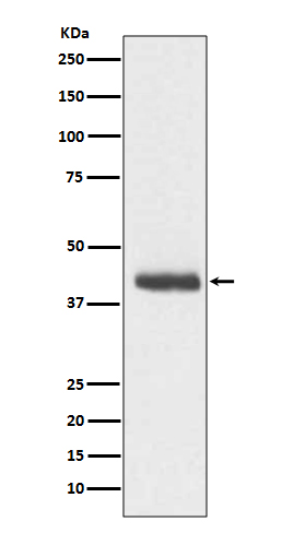 Rabbit monoclonal antibody